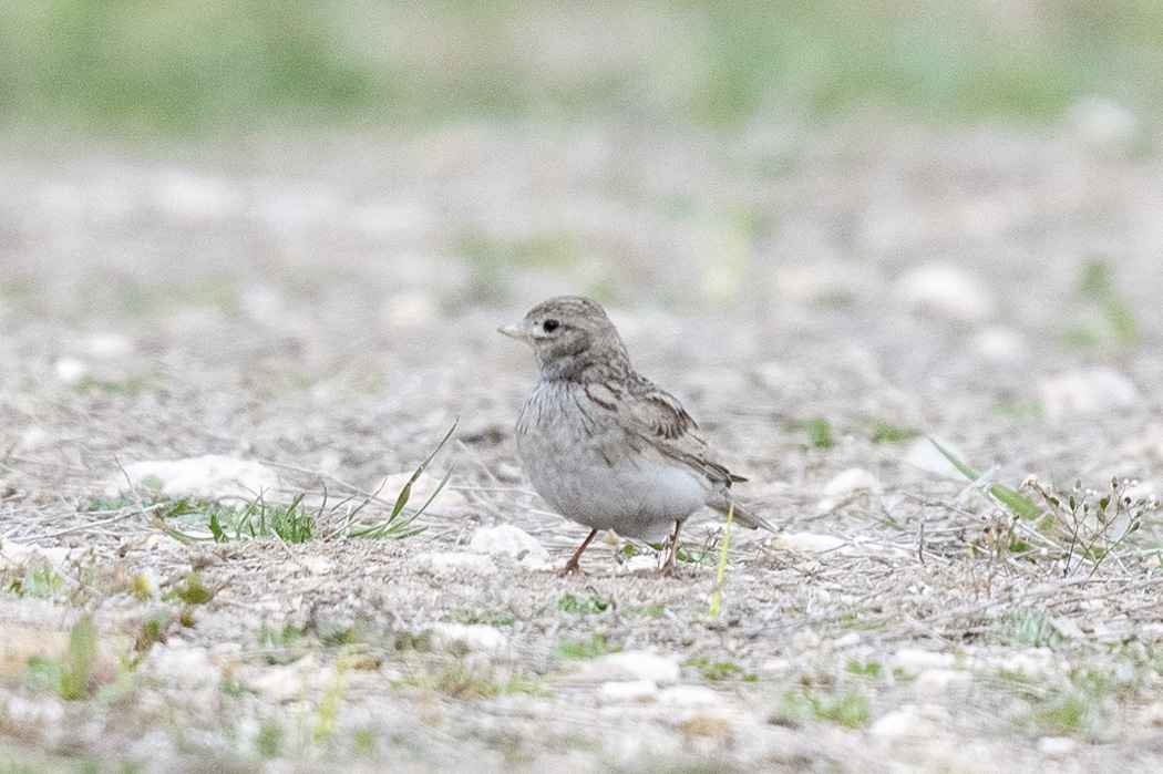 Lesser Short-toed Lark